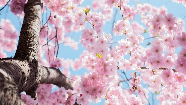 spring
